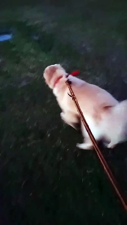 walk muna si buntis