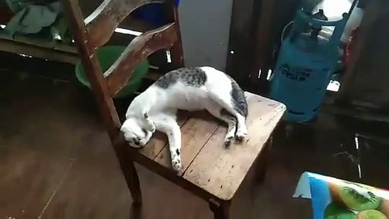 Funny Sleepy Cat...