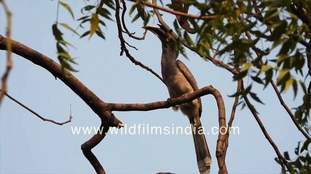 Indian Grey Hornbill or Ocyceros birostris couple pick fruit and offer each other Ficus berries