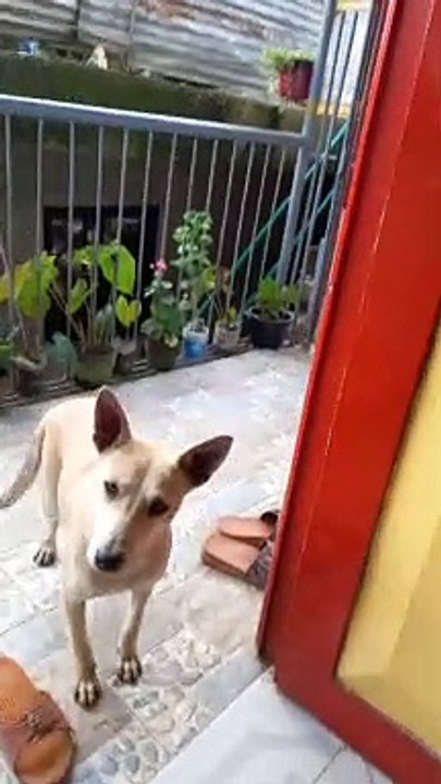 Hyper dog