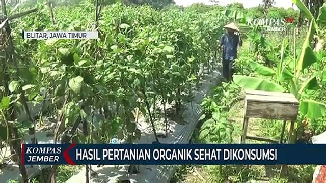Pupuk Mahal, Petani di Blitar Beralih ke Pertanian Organik