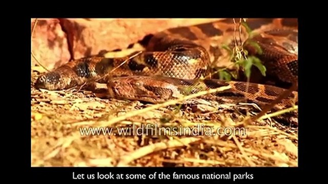 Visiting the national parks of India - Kaziranga and other National Parks, for children