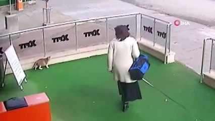 Son dakika haberleri... Hamile kediye vuran kadın yakalandı