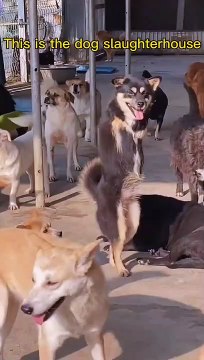 ang galing kahit hayop panoorin