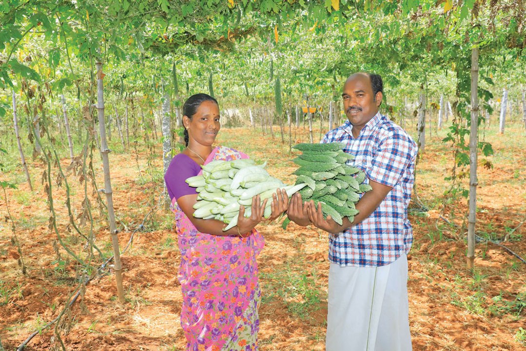 _பந்தல் சாகுபடியில் நிறைவான வருமானம்_  - அசத்தும் விவசாயி!