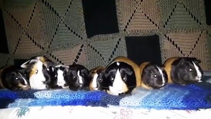 CAVIA PORCELLUS IRIS TURMERIC TRIXIE MARY CLOVER PARSLEY RJ CJ 20200314_132256