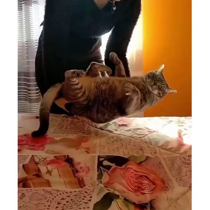 Funniest Cats  - Don't try to hold back Laughter  - [have fun with us]