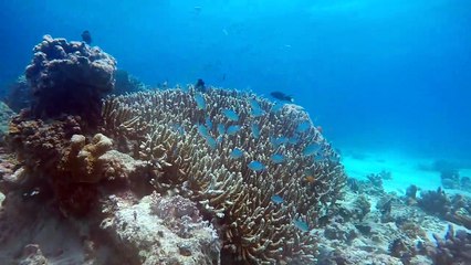 Scuba Diving @Bora!!