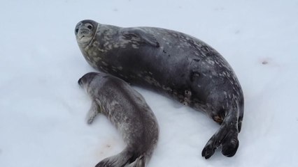 극지로 바다로...드론으로 살리는 생존 위기 동물 / YTN