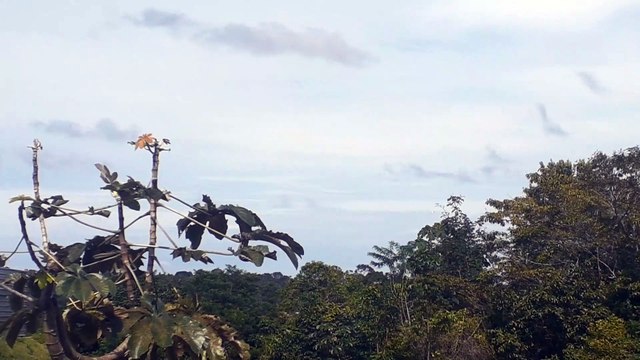 Airbus A321 PT-MXA na aproximação final antes de pousar em Manaus vindo de Guarulhos