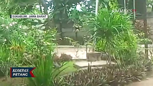 Video Detik-detik Proses Evakuasi Ular King Cobra Sepanjang 4 Meter di Kawasan Konservasi Penyu