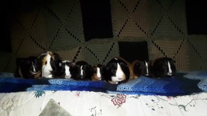 CAVIA PORCELLUS IRIS TURMERIC TRIXIE MARY CLOVER PARSLEY RJ CJ 20200314_132743