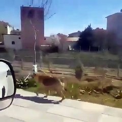 Yavrularına mama kabı taşıyan anne köpek duygulandırdı