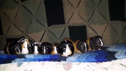 CAVIA PORCELLUS IRIS TURMERIC TRIXIE MARY CLOVER PARSLEY RJ CJ 20200314_132706