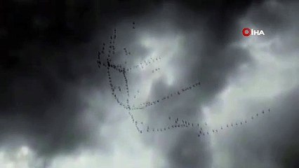 Göç eden turnalardan görsel şölen