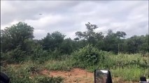 Un lion se retrouve accroché sur le dos d’une girafe en Afrique du Sud
