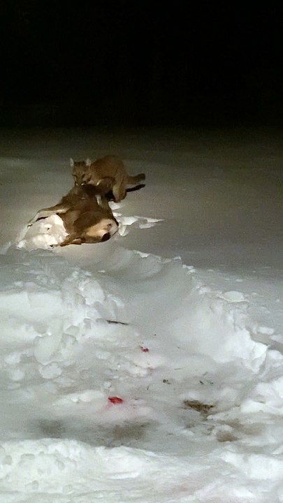 Mountain Lion Dragging Successful Deer Kill