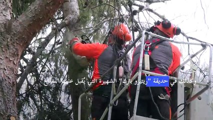 مدريد تواجه مشكلة بيئية بفعل تضرر أشجارها من العاصفة الثلجية التاريخية