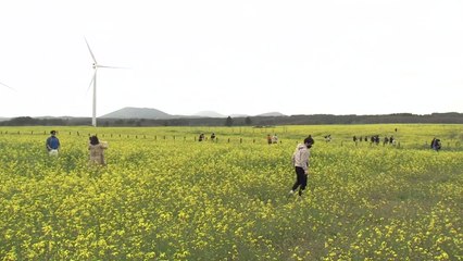 비대면 봄꽃 축제에도 상춘객 발길은 여전 / YTN