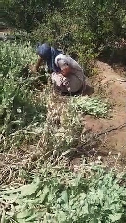अफीम की खेती, 8 हजार 824 पौधे जब्त, आरोपी खेत म...