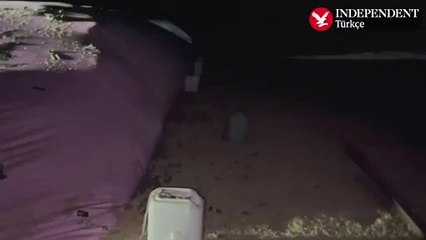 Avustralya'da fare istilası: Hareketleriyle yeri salladılar