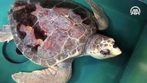 Mersin’de tedavi edilen deniz kaplumbağaları suyla buluştu