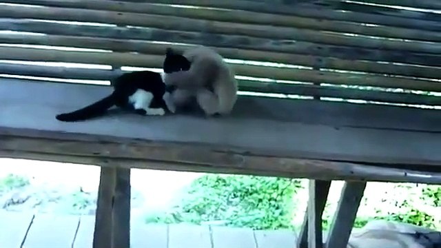 Maymun kediyi maymuna çevirdi