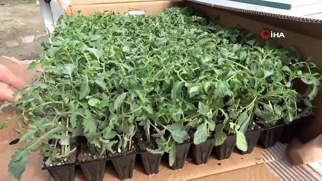 Karadeniz’in sebze üssü Amasya’da domates fideleri toprakla buluştu