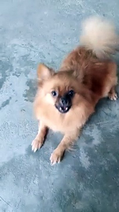 Mocca's reaction when she see new people around