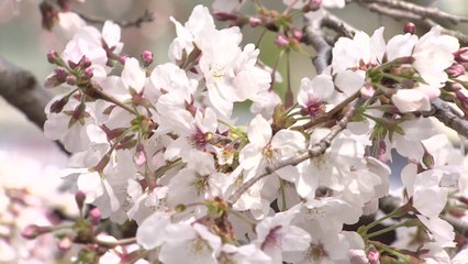 진해 벚꽃 찾는 발걸음 늘어...개인 방역 준수는 필수! / YTN