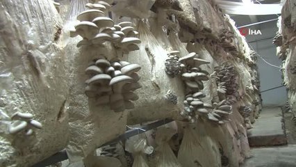 Evde oturmaktan sıkıldı, kurduğu mantar odalarıyla siparişlere yetişemiyor