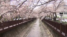 전국 봄나들이 발길...활짝 핀 벚꽃에 '찰칵찰칵' / YTN