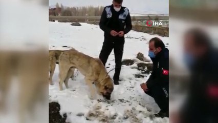 İşkence edilen sokak köpeklerine zabıtalar sahip çıktı