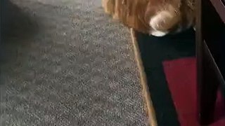 Rescue cat insists on being vacuumed by owner
