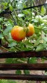 harvesting ripe tomatoes 