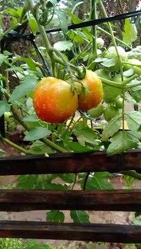 harvesting ripe tomatoes