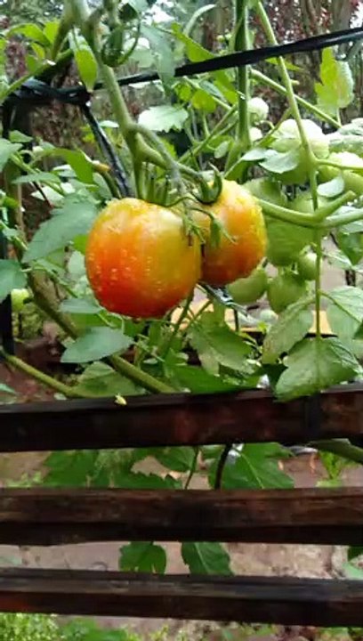 harvesting ripe tomatoes