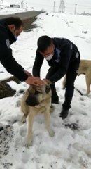 İşkence edilen sokak köpeklerine zabıtalar sahip çıktı