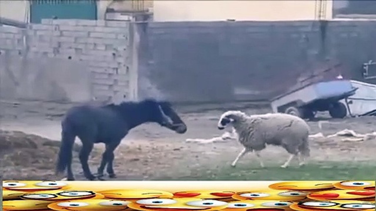 मेमने ने घोड़े को मार दिया