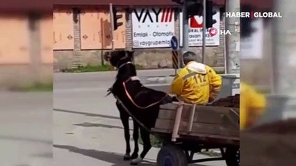 Aşırı yükü çekemeyen ata keserle ardı ardına vurdu