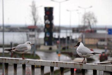 Vaka sayısı artan Zonguldak'ta sessizlik hakim