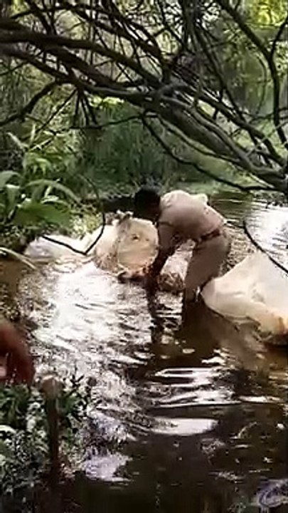 अवैध शराब के विरुद्ध कार्यवाही, 654 लीटर अवैध कच्ची शराब सहित 38 अभियुक्त गिरफ्तार