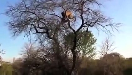 Leopar sırtlanı ağaca çıkarıyor ve...