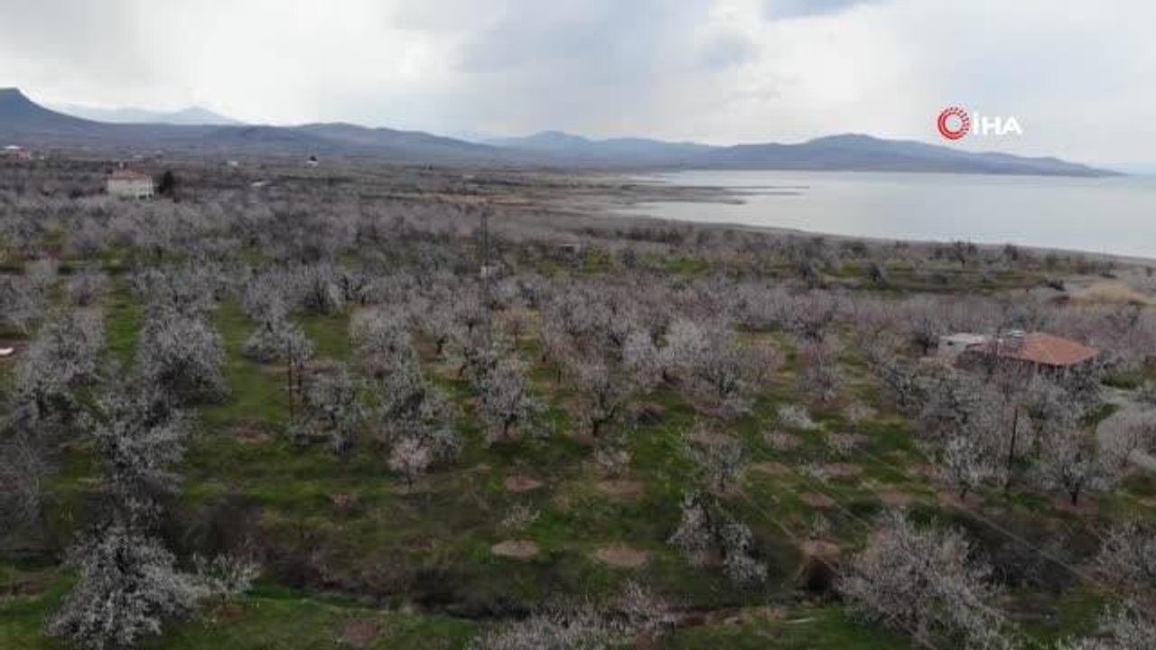 Malatya kayısıdan gelinliğini giydi