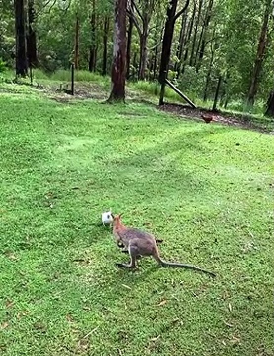 Cheeky Cockatoo Chews on Wallaby's Tail