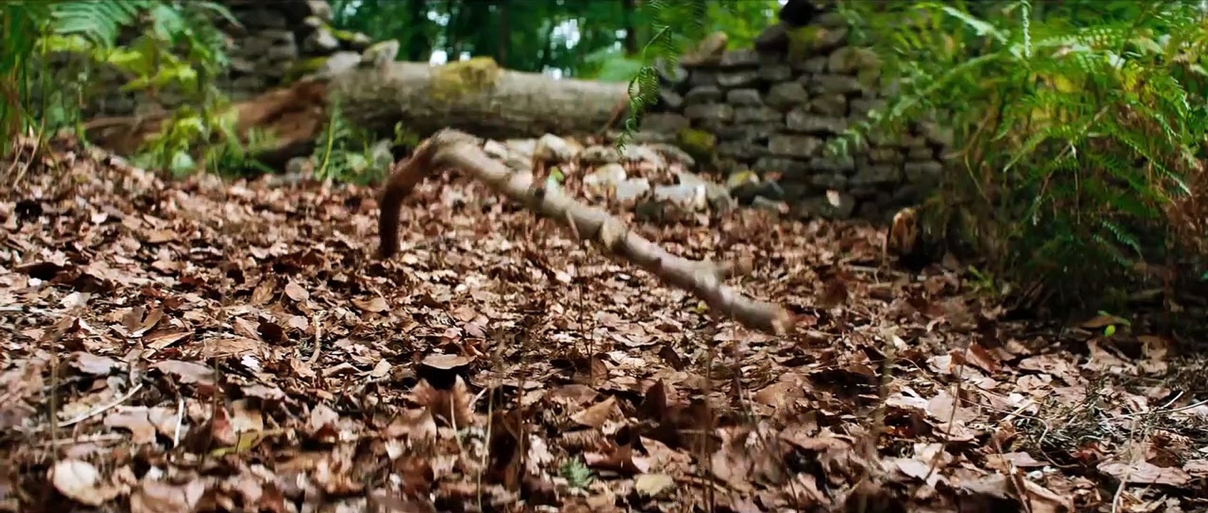 DIE MAGIE DER TRÄUME Film