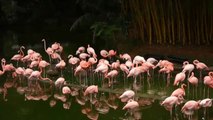 Un zoo de Colombia contrata a un pianista profesional para relajar a los animales