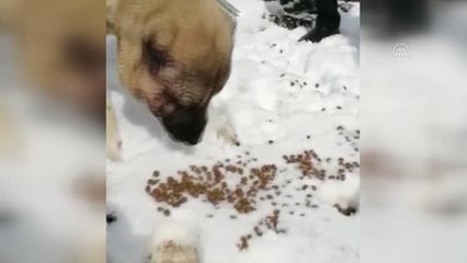 Boyunlarına ip dolanan sokak köpeğini zabıta ekipleri kurtardı