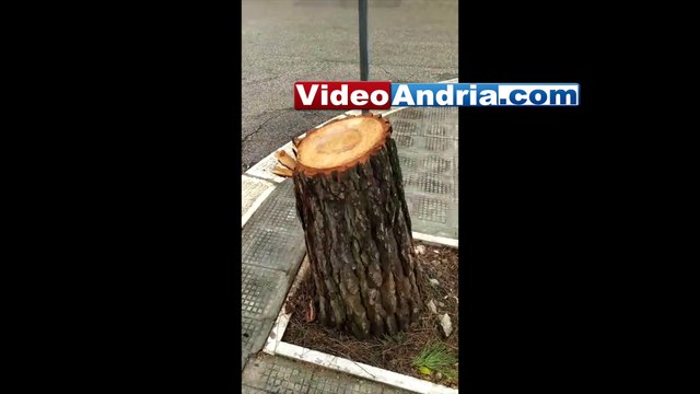 Andria: asfalto danneggiato e alberi tagliati, Piazza Sorelle Agazzi fa ancora discutere