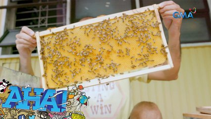 AHA!: Bees in the city?!